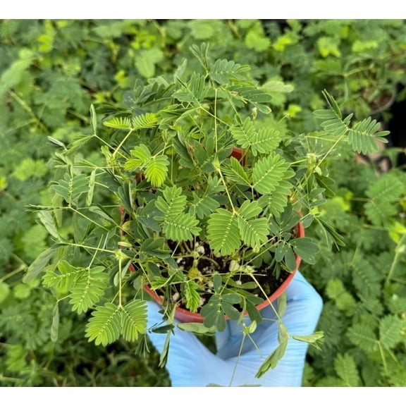 Live Sensitive  Plant in 4" Pot - Mimosa Pudica - Touch Me Not Plant -  Rare Plant - Tropical Plant