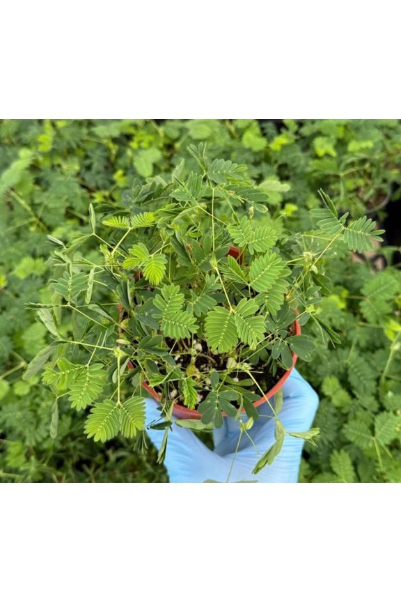 Live Sensitive  Plant in 4" Pot - Mimosa Pudica - Touch Me Not Plant -  Rare Plant - Tropical Plant