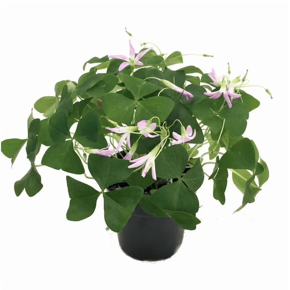 Live Shamrock Plant, Small Shamrock Plant, Green Oxalis Live Plant, Oxalis Plant Live Houseplants, Starter Plant in 4 Inches Pot