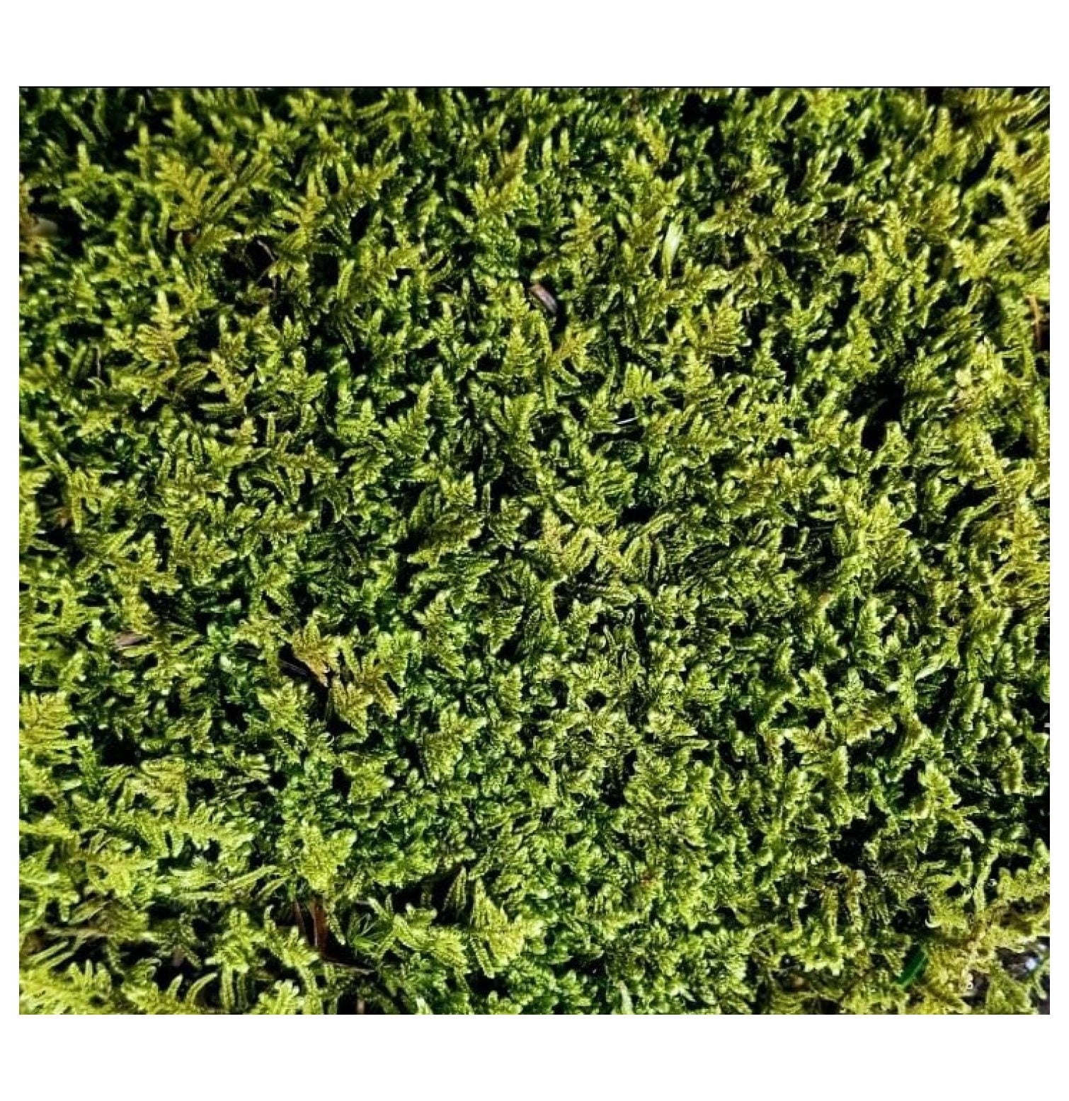 Live Sheet Moss For Terrarium Fairy Garden Projects Kokedama 6 x9 Bag live-sheet-moss-for-terrarium-fairy-garden-projects-kokedama-6-x9-bag
