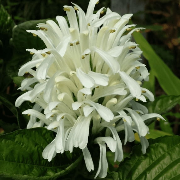 Live Shrimp Plant, White Shrimp Live Plant, Easy Care Houseplant, Soft White Flowers, Shrimp Plants for Home Decoration, 4 to 6 Inches Tall