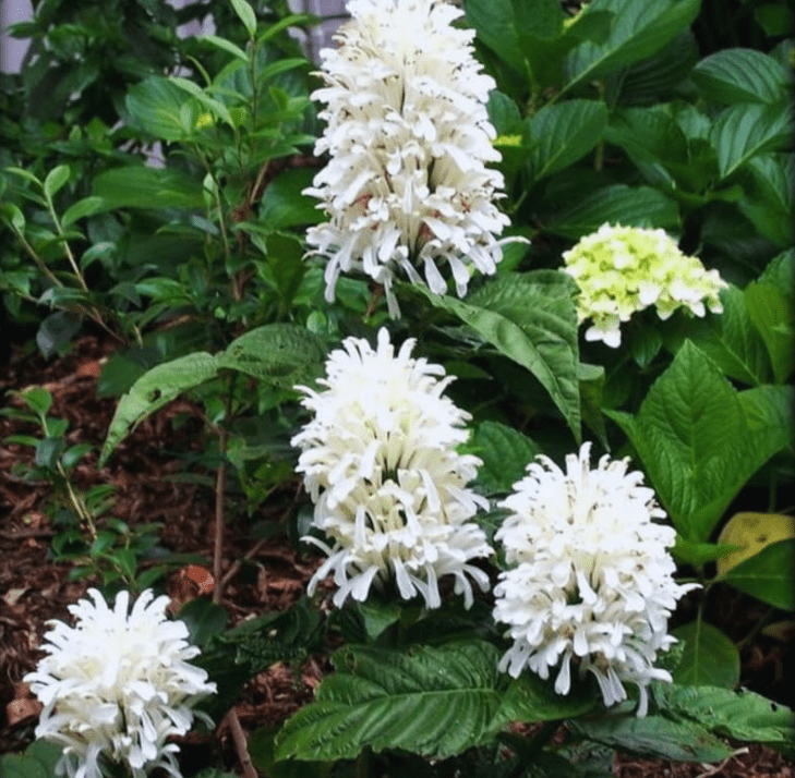 Live Shrimp Plant for Growing, 4 to 6 Inc Tall, White Shrimp Plant Pot, Shrimp Live Plant, Shrimp Plants Live Indoor Outdoor