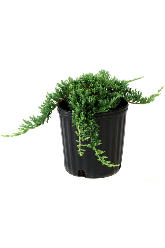 Live Shrub 1 Gal. Juniper Blue Rug with Full Sunlight