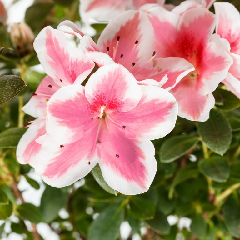 National Plant Network Live Shrub 1 gal Azalea 'Conversation Piece