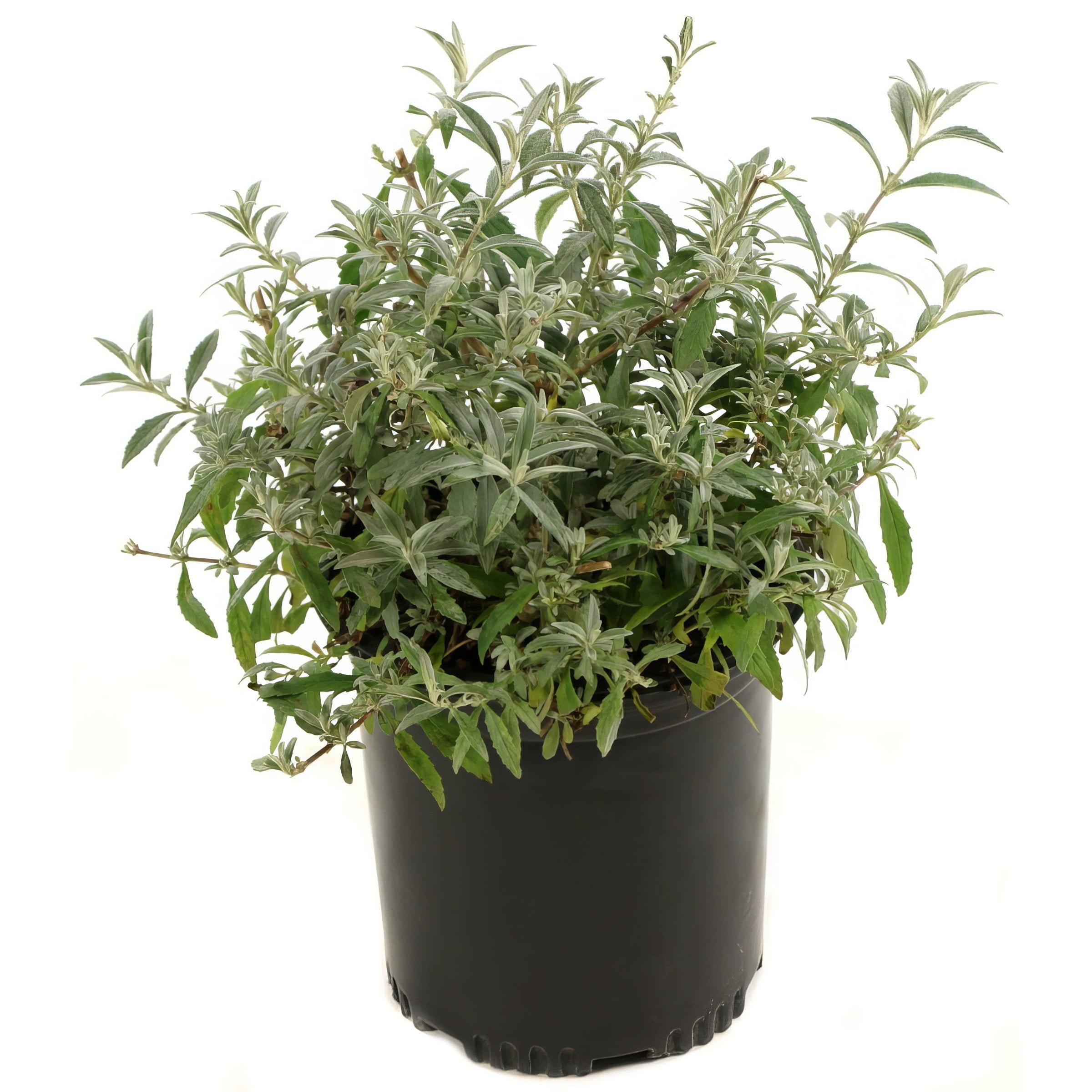 Live Shrub 1 gal Buddleia 3N1 with Full Sunlight