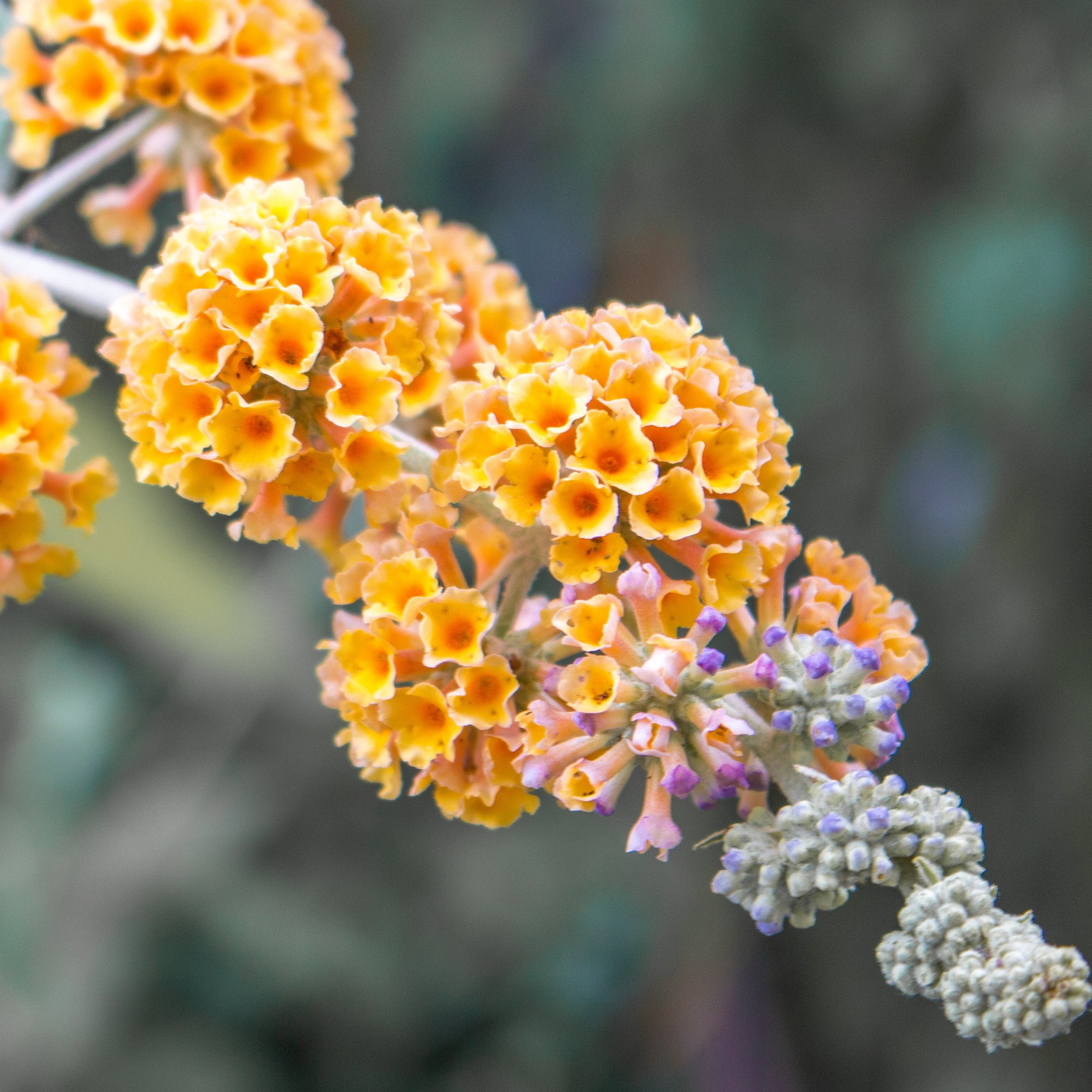 National Plant Network Live Shrub 1 gal Buddleia 'Honeycomb' with Full Sunlight