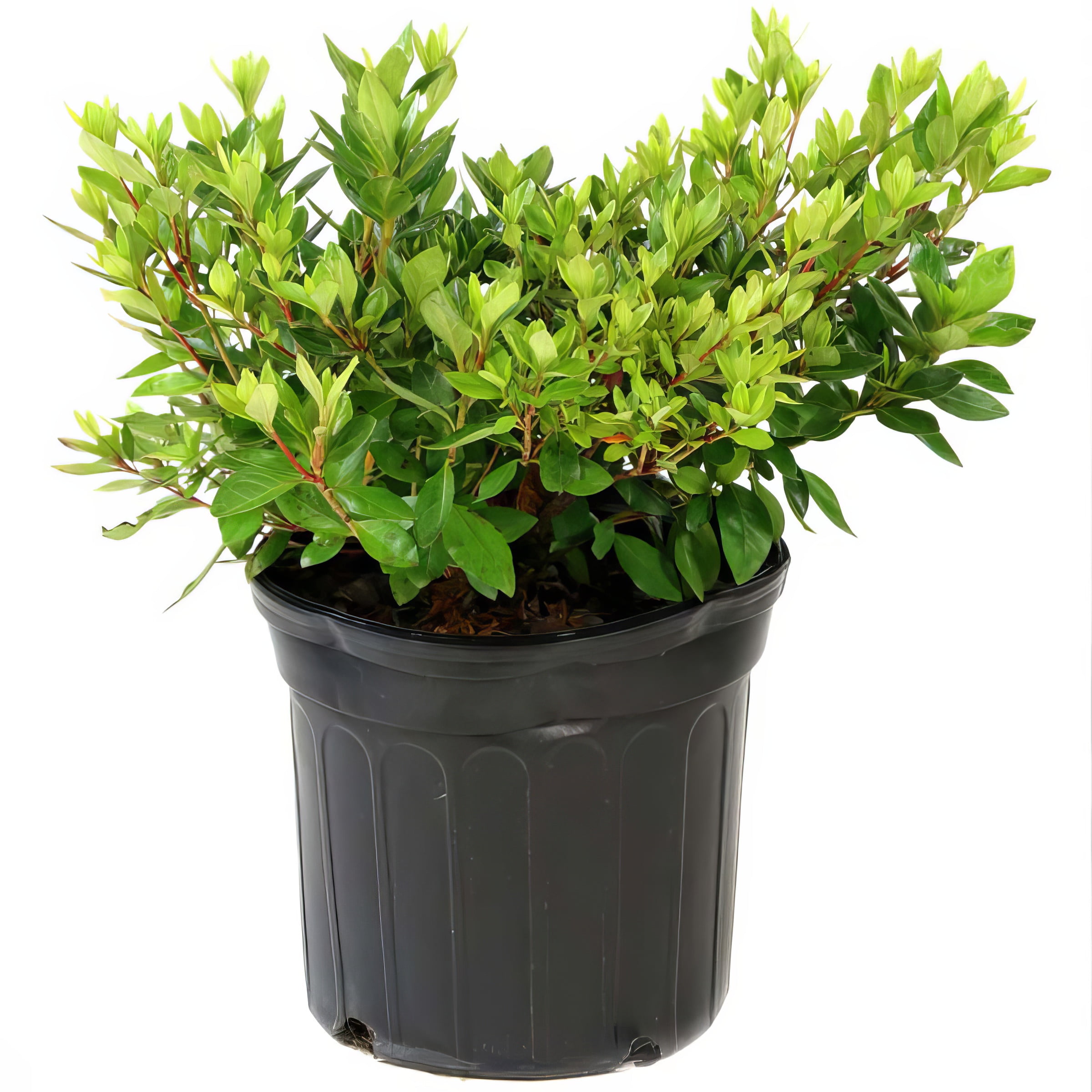 Live Shrub 1 gal Floramore Azalea 'Red' with Partial Sunlight