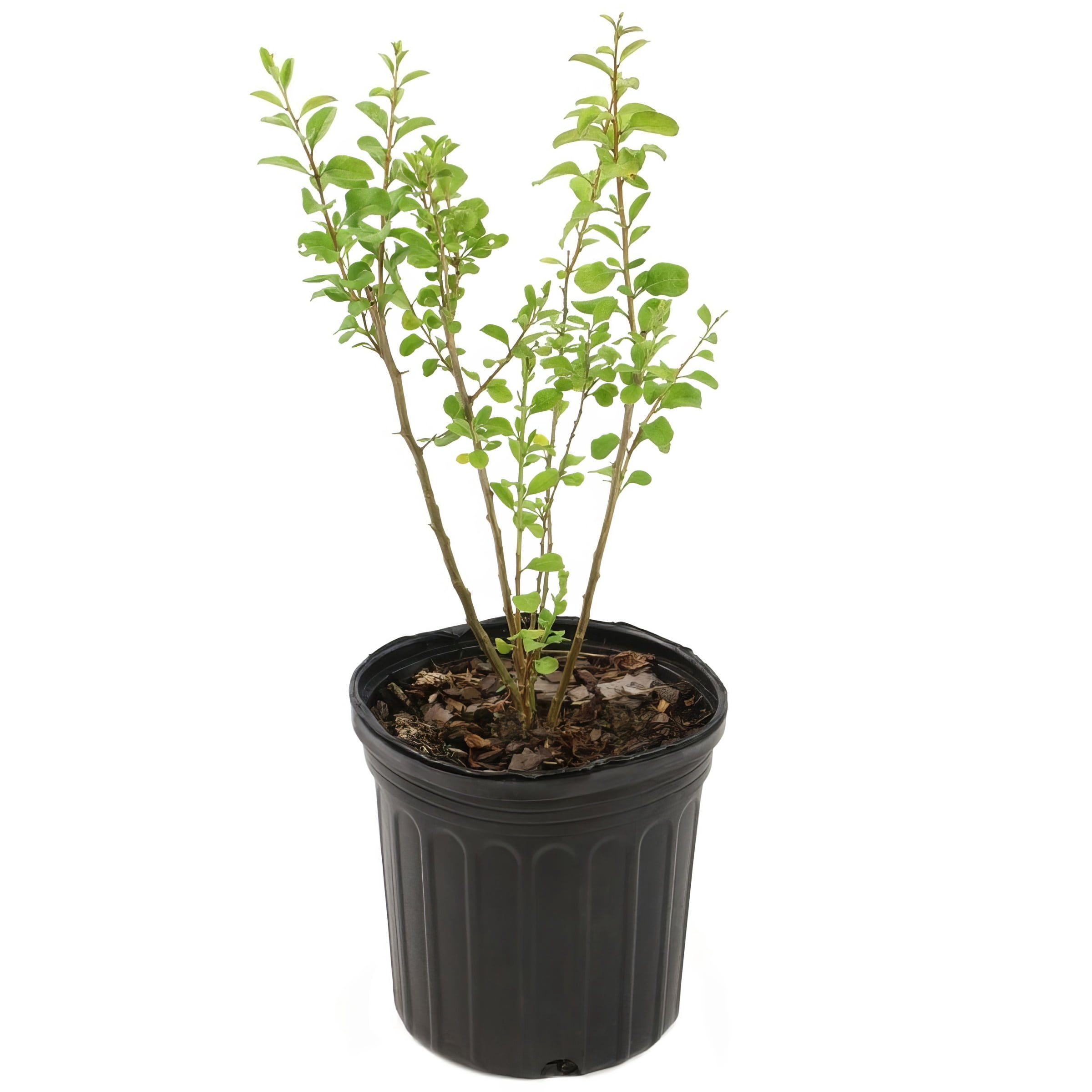 National Plant Network Live Shrub 1 gal Gogi Berry with Full Sunlight