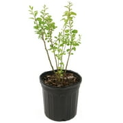 National Plant Network Live Shrub 1 gal Gogi Berry with Full Sunlight