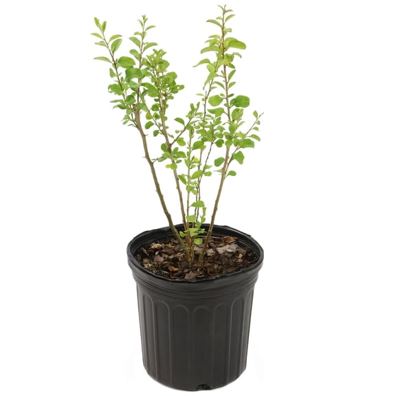 National Plant Network Live Shrub 1 gal Gogi Berry with Full Sunlight