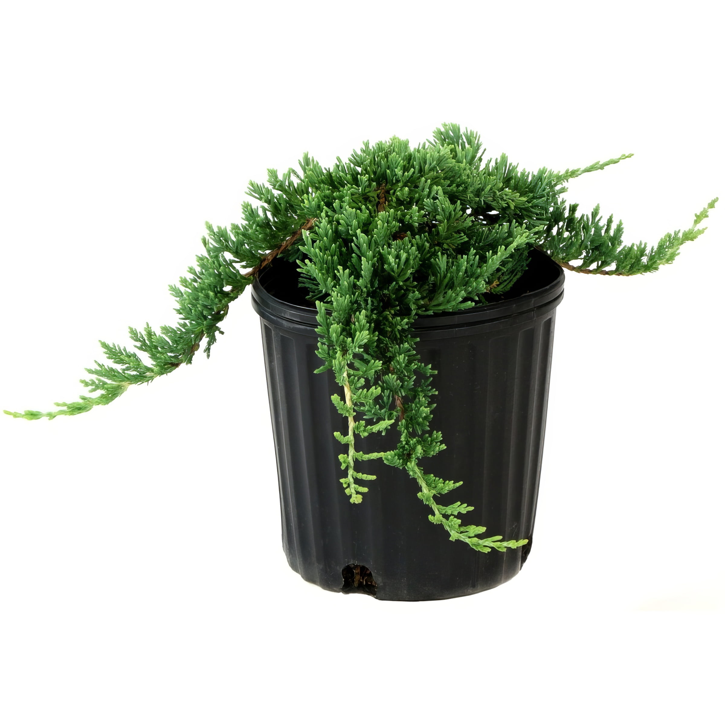 Live Shrub 1 gal Juniper 'Blue Pacific' with Full Sunlight