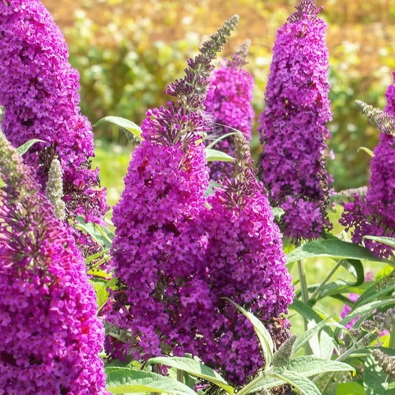 Live Shrub 1 gal Royal Razz Buddleia with Full Sunlight