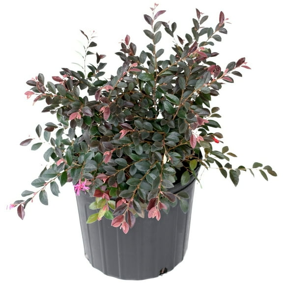 Live Shrub 2 gal Red Chocolate Loropetalum with Full Sunlight