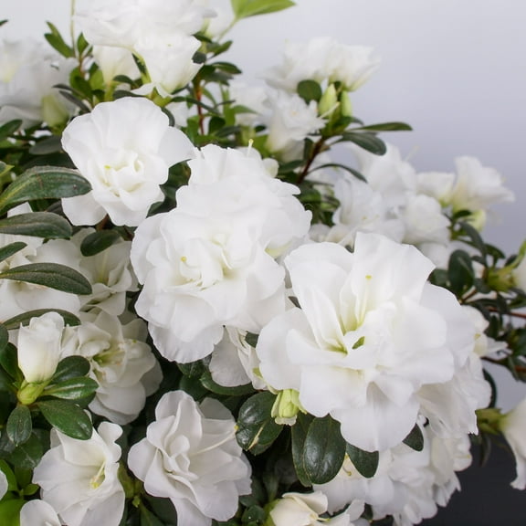 Live Shrub 3 Gal Azalea 'Chinzan' with Partial Sunlight