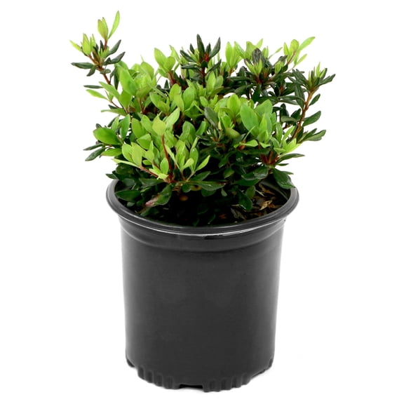 3 gal. Azalea Chinzan Flowering Shrub with Pink Blooms