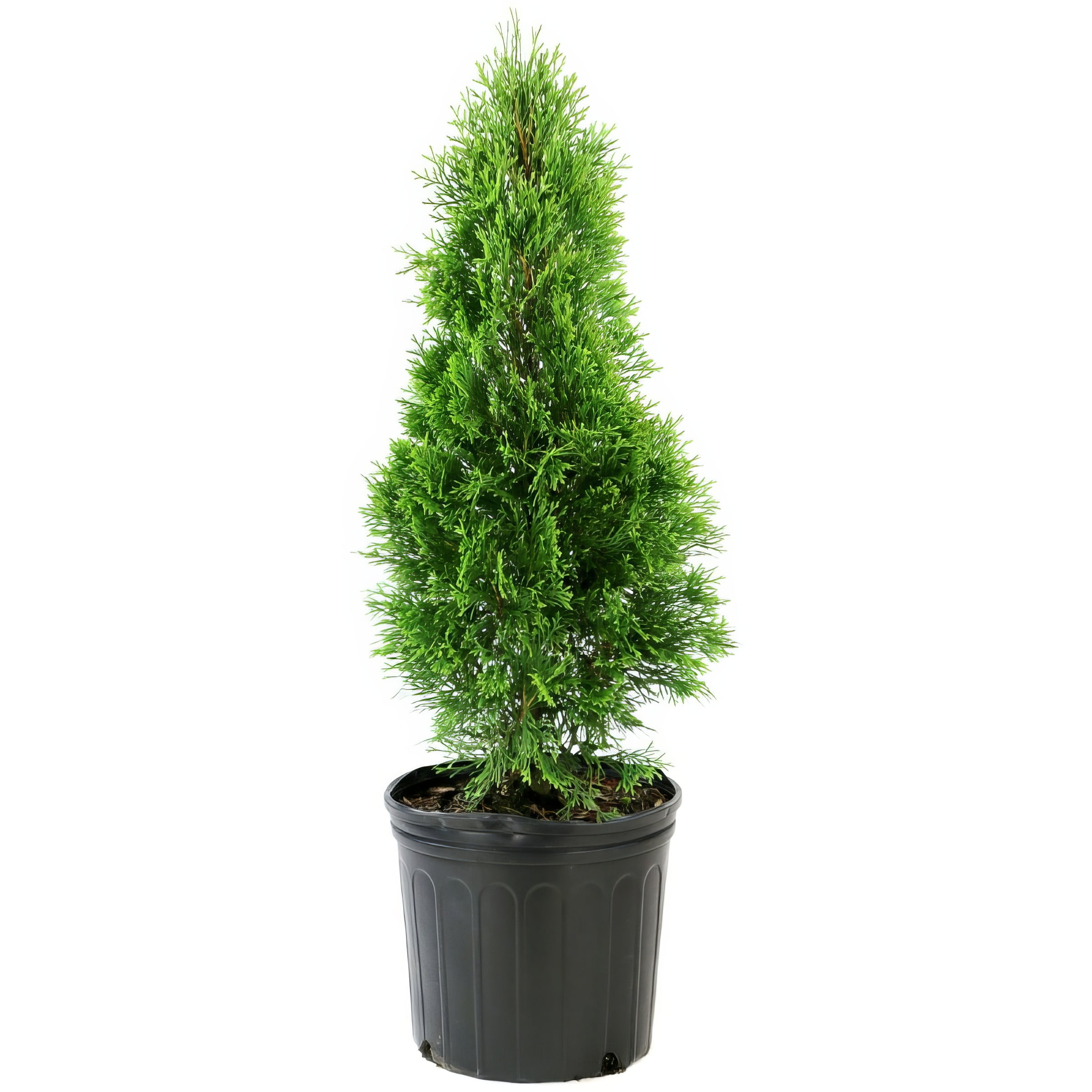 Emerald Green Arborvitae Evergreen Shrub, 2.25 Gallon