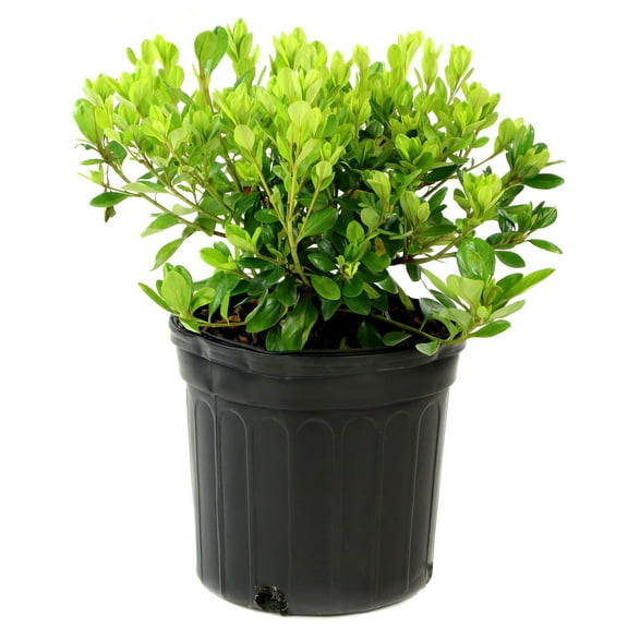 Live Shrub 3 gal Azalea 'Karens' with Partial Sunlight