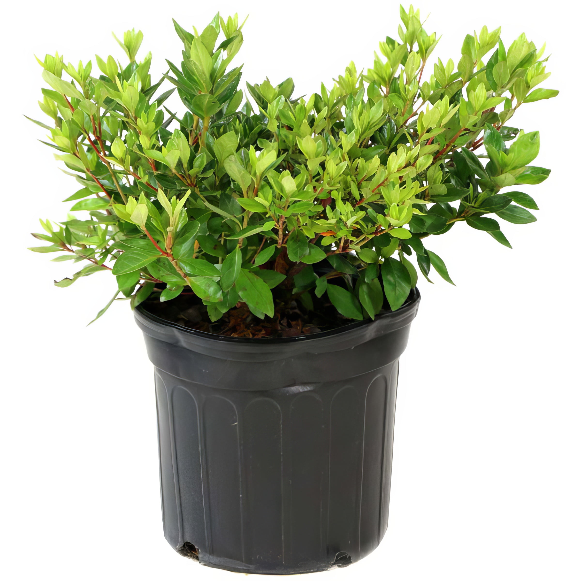 Live Shrub 3 gal Azalea 'Pink Ruffles' with Partial Sunlight