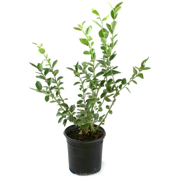 Live Shrub 3 gal Blueberry 'Sunshine Blue' with Full Sunlight