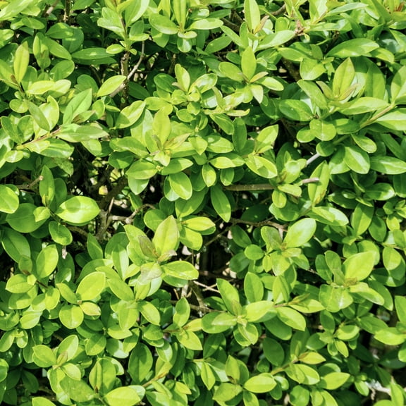 National Plant Network Live Shrub 3 gal Boxwood 'Wintergreen' with Full Sunlight