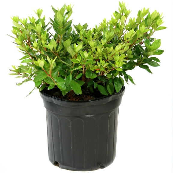 Live Shrub 3 gal Floramore Azalea 'Lavender' with Partial Sunlight