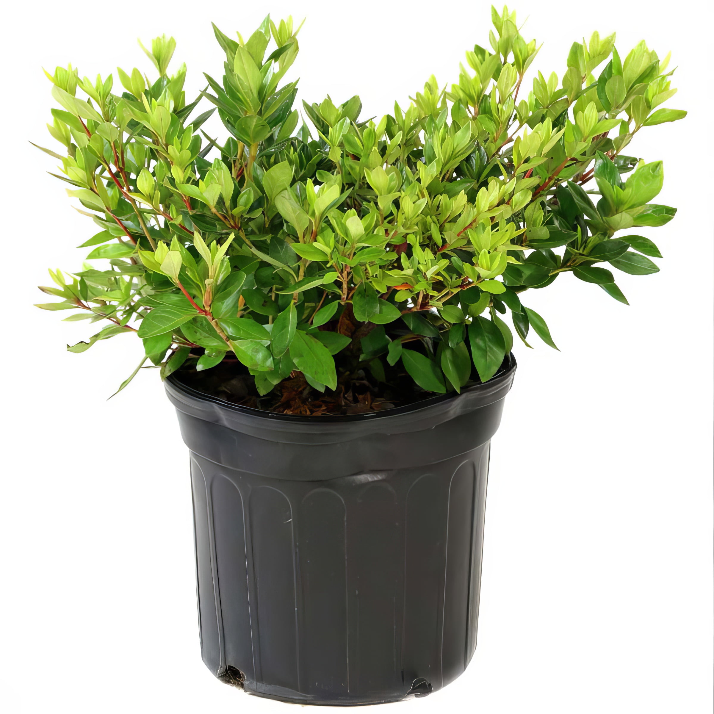 Live Shrub 3 gal Floramore Azalea 'Pink' with Partial Sunlight