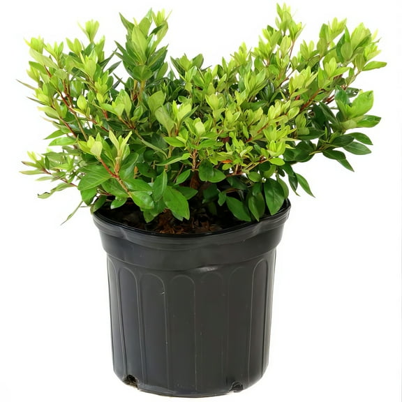 Live Shrub 3 gal Floramore Azalea 'Red' with Partial Sunlight