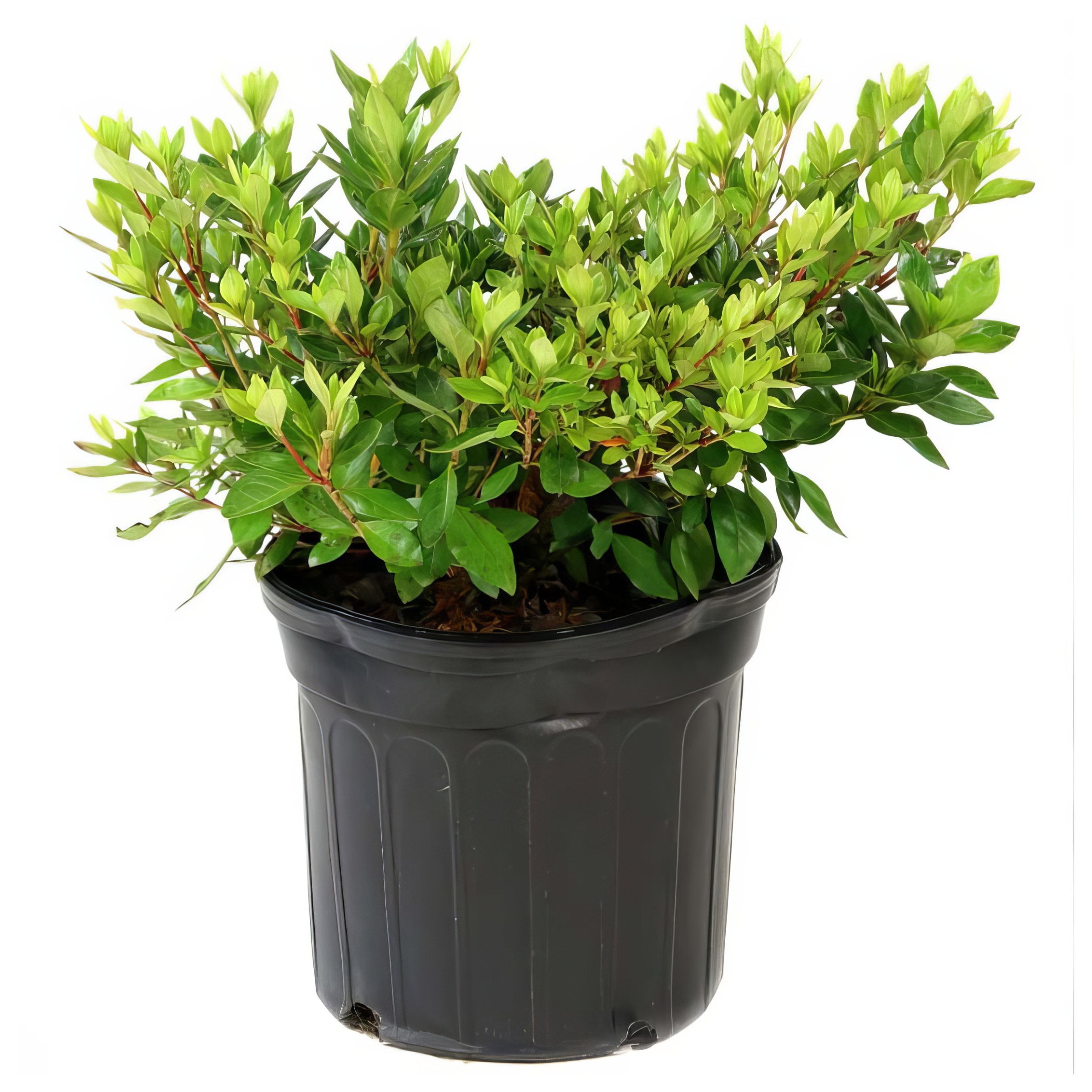 Live Shrub 3 gal Girard Crimson Azalea with Partial Sunlight