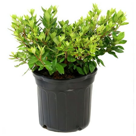 Live Shrub 3 gal Girard Crimson Azalea with Partial Sunlight