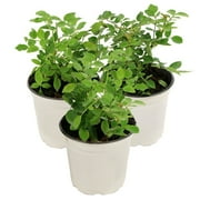 National Plant Network Live Shrub 4" Mini Rose Rise and Shine (3-Pack) with Full SUnlight