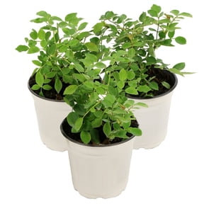 National Plant Network Live Shrub 4" Mini Rose Rise and Shine (3-Pack) with Full SUnlight
