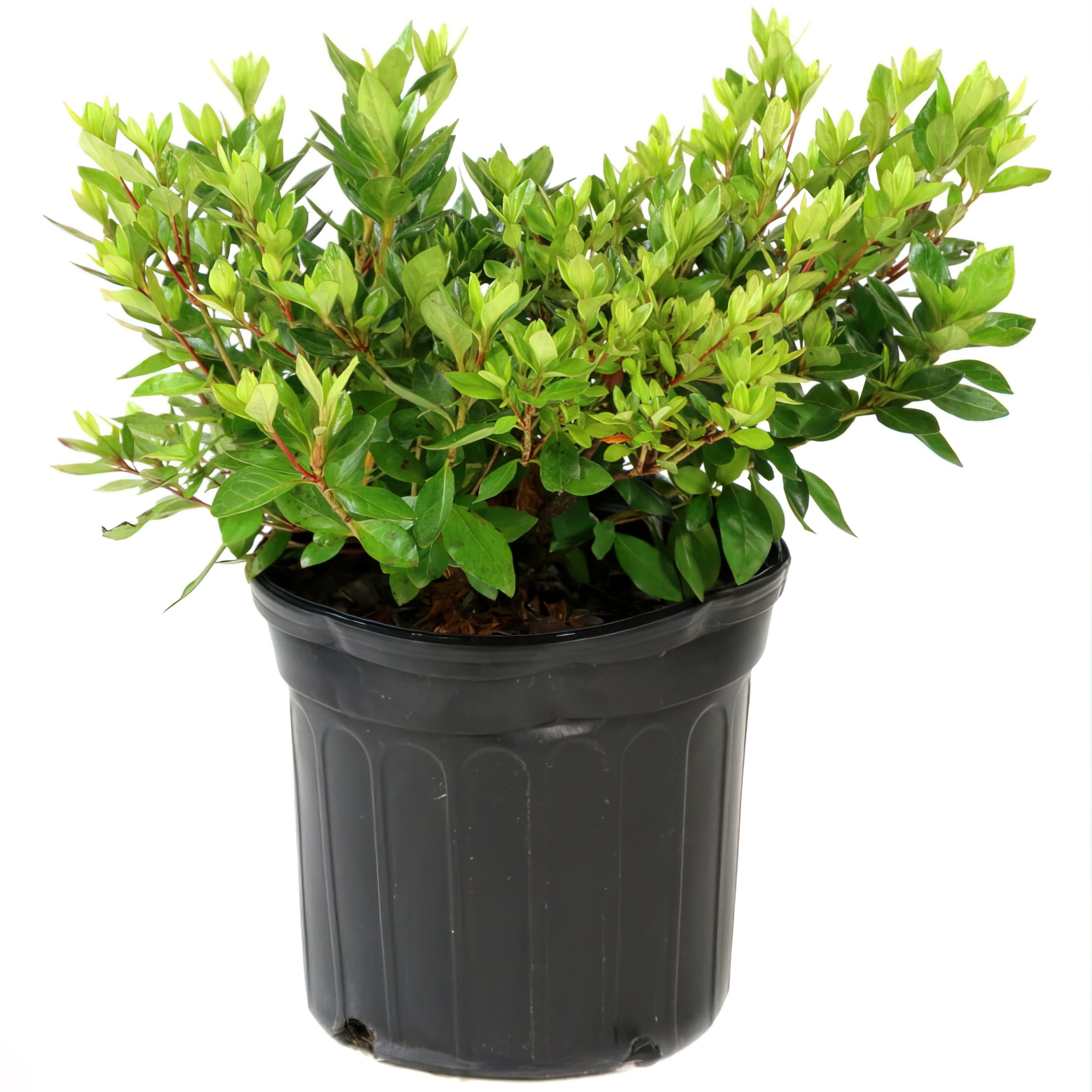 Live Shrub 1 Gal Floramore Azalea 'Lavender' with Partial Sunlight