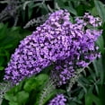 thumbnail image 1 of Live Shrub1 gal Buddleia 'Nanho Purple' with Full Sunlight, 1 of 1