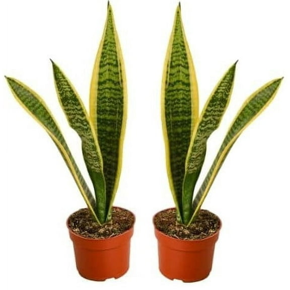Live Snake Plant, Sansevieria (8"-12" Tall) 2 Pack in 3-inch Pot