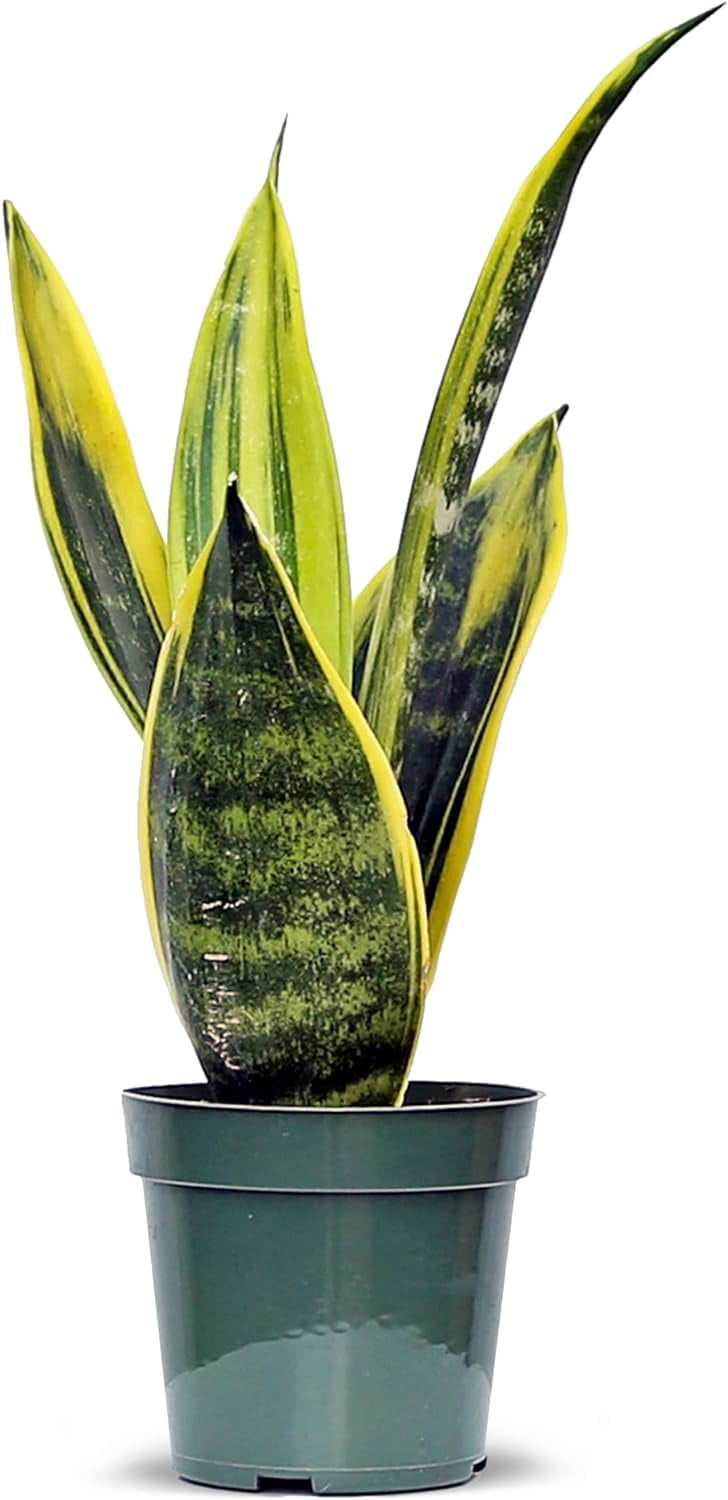 Live Snake Plant, Sansevieria Golden Flame, Mother's Day Gift, Plant Lover  Gift, Housewarming Gift, Fully Rooted Houseplant, Variegated Plant,  Co-worker Gift, Birthday Gift in 4" Pot - Walmart.com
