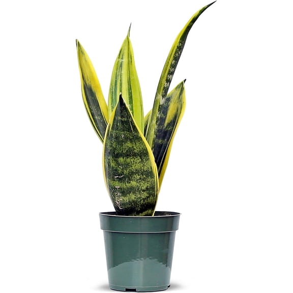 Live Snake Plant, Sansevieria Golden Flame, Mother's Day Gift, Plant Lover Gift, Housewarming Gift, Fully Rooted Houseplant, Variegated Plant, Co-worker Gift, Birthday Gift in 4" Pot