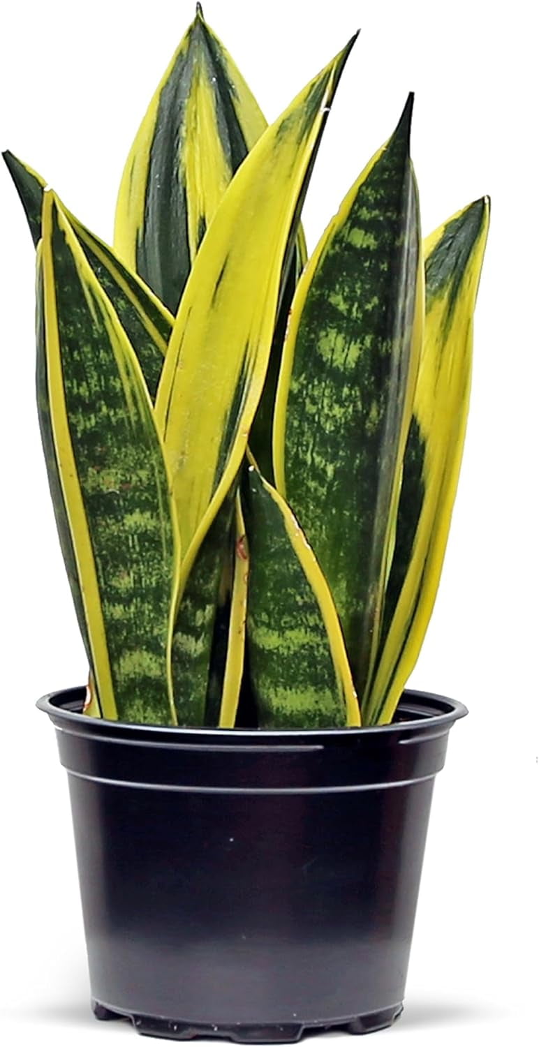cute planting pots Lucky Cat Plant main image 1