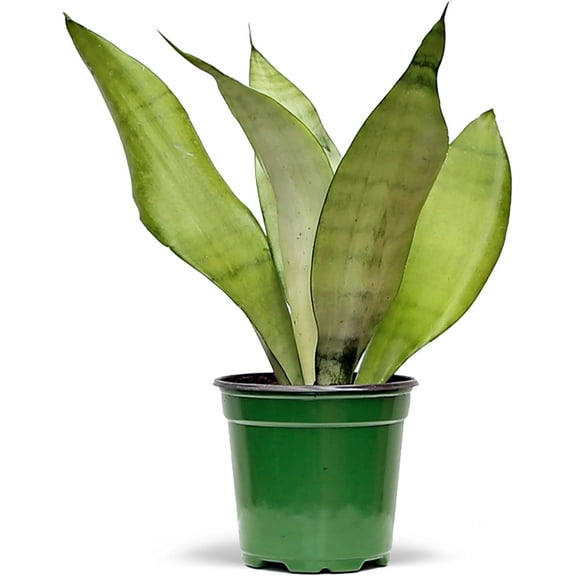 Live Snake Plant, Sansevieria Moonshine, Get Well Gift, Plant Lover Gift, Housewarming Gift, Gift for The First Home, Fully Rooted Houseplant, Office Gift, Grandma Gift in 4" Pot