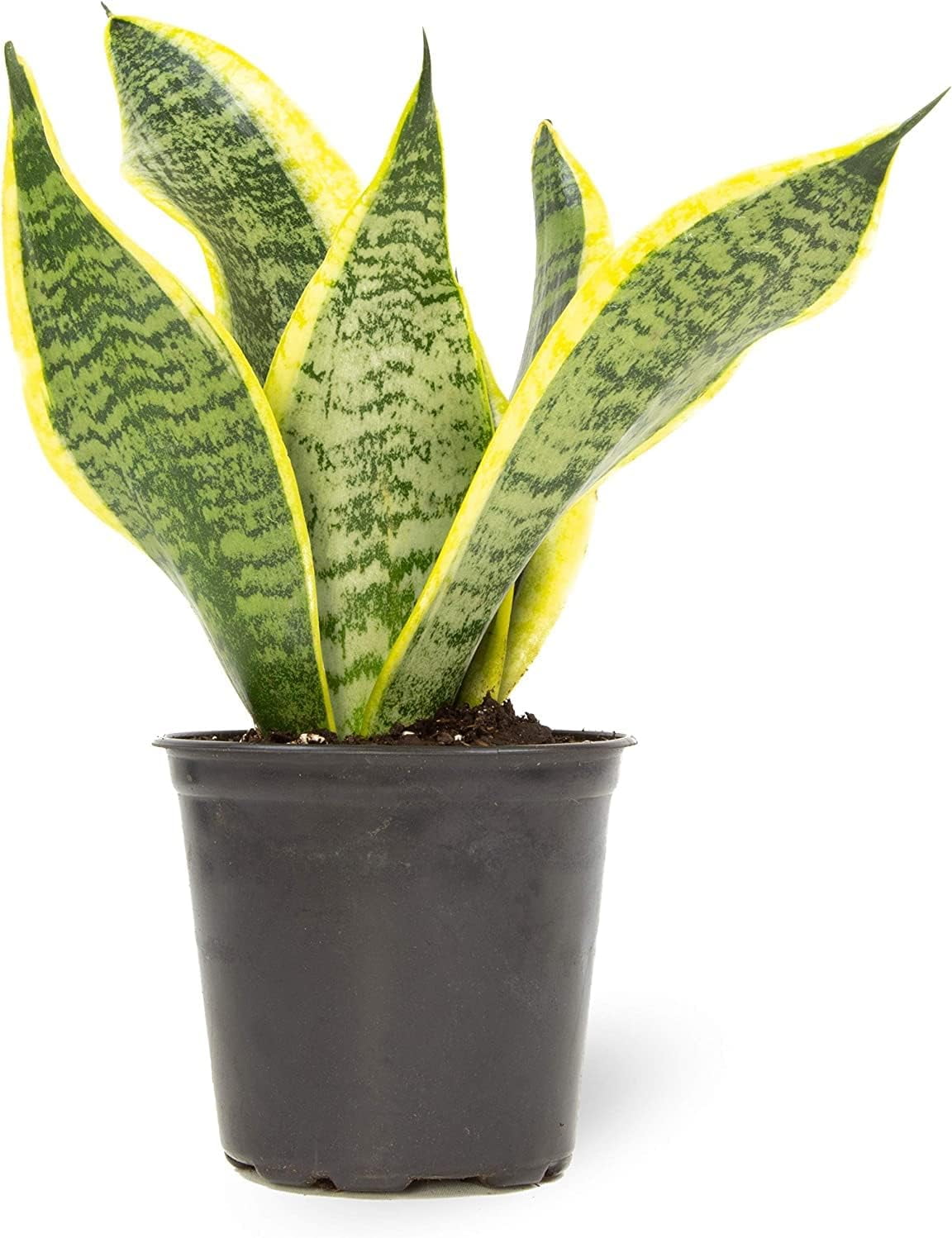 Live Snake Plant, Sansevieria trifasciata Superba, Indoor House Plant