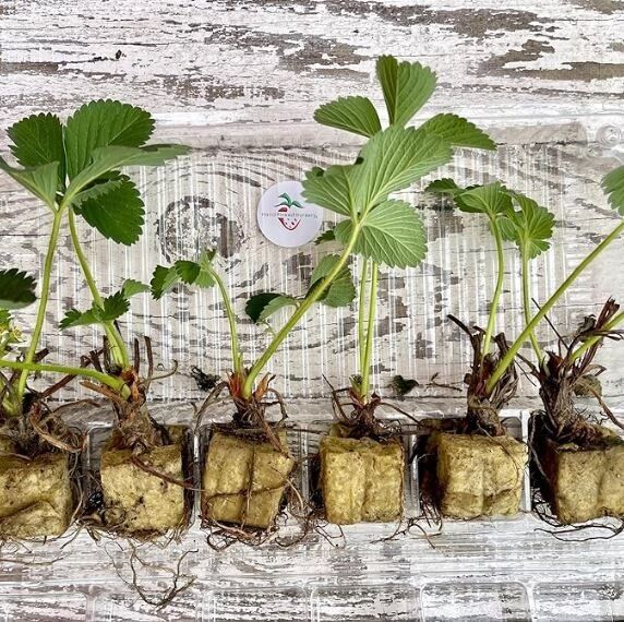 Live Sonata Strawberry Plugs June Bearing Strawberry plants