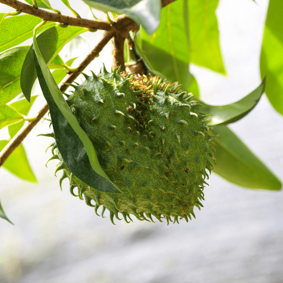 Live Soursop Tree, 4 to 8 Inch Tall Guanabana Plant, Tropical Graviola Annona Muricata Fruit for Planting