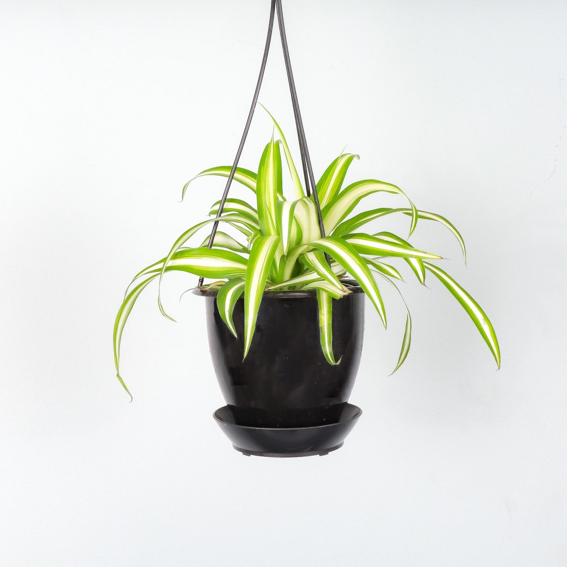 Live Spider Plant - 4" Hanging Pot - Black - image 1 of 5