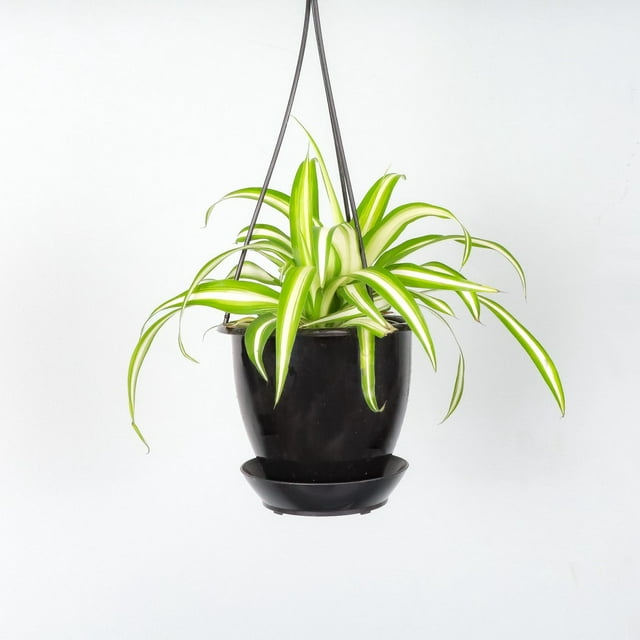 Live Spider Plant - 4" Hanging Pot - Black