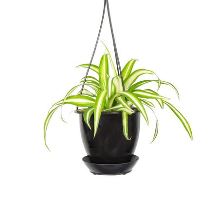 Live Spider Plant - 4" Hanging Pot - Black