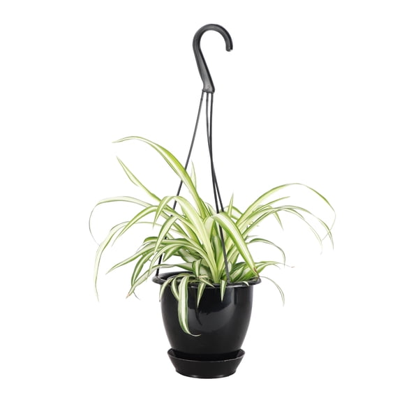 Live  Variegated Spider Plant - Pet Safe - 4" Full Hanging Pot