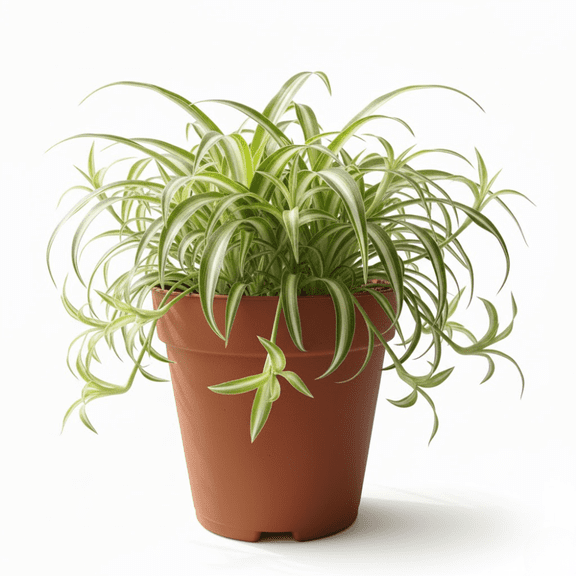 Live Spider Plant, Easy Care Houseplant, Variegated Spider Live Plant for Indoor Outdoor Growing, 4 to 6 Inches Tall