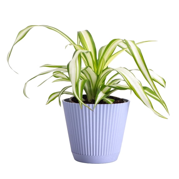 Live  Variegated Spider Plant - Pet Safe - 4" Decorative Pot Cover - Lavender