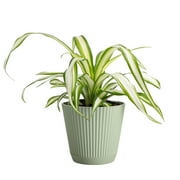 Live Spider Plant - Pet Safe - 4" Decorative Pot Cover - Sage