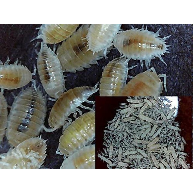 Live Springtails + Dwarf White Isopods