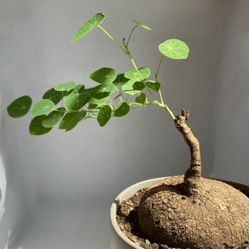Live Stephania Cephalantha Caudex Plant, Rare Succulent Houseplant 2.5-3 Inches Tall, Indoor Outdoor Garden